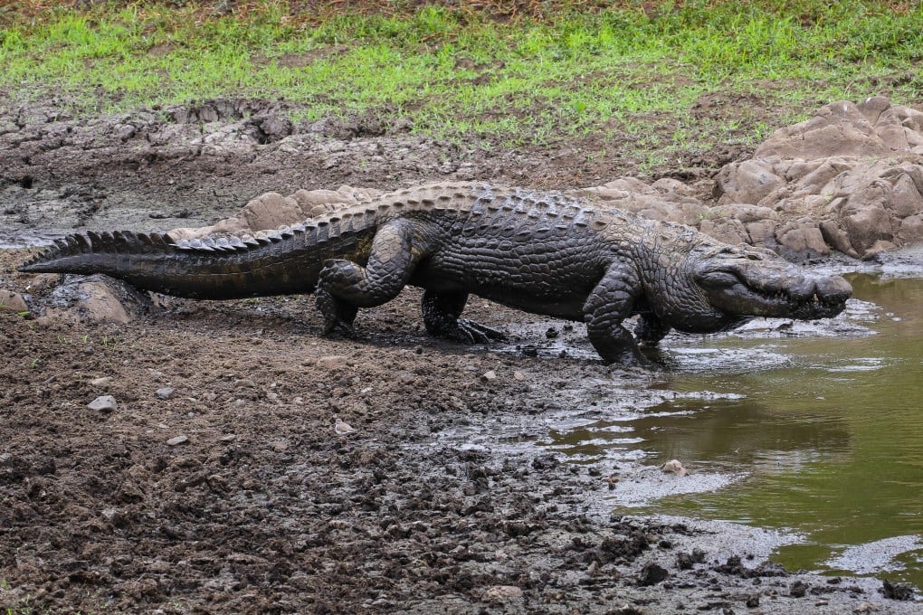 The fossilised animal found in China’s Xinjiang region could walk with its legs perpendicular to the ground like modern crocodiles. Photo: Shutterstock