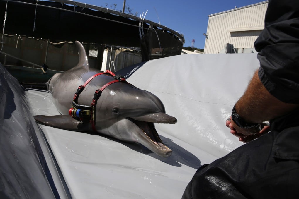 A highly trained bottlenose dolphin wears a harness equipped with a camera and sonar devices for it’s mission to find enemy mines. Photo: Los Angeles Times/TNS/File