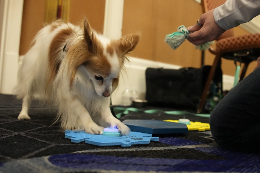 A dog pushes buttons on FluentPet’s starter kit - designed to let dogs “talk” to their owners - at CES 2023. Photo: AP