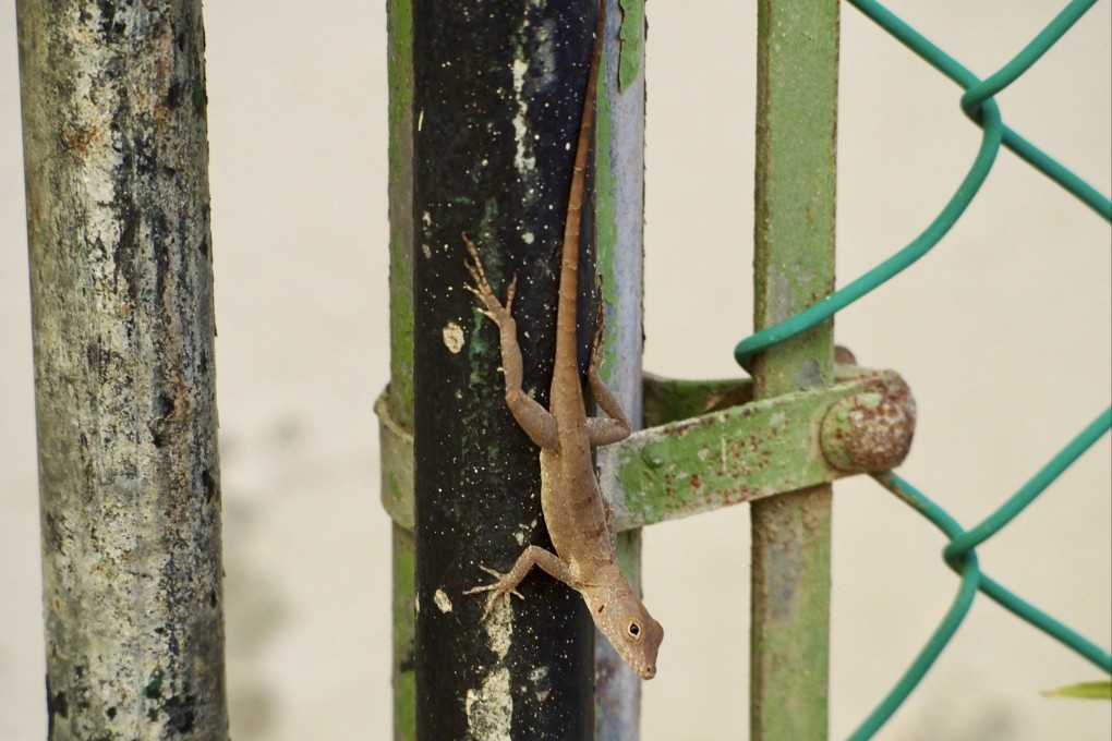 A study of 96 Anolis cristatellus lizards found that 33 genes within the lizard genome were repeatedly associated with urbanisation. Photo: New York University via AP