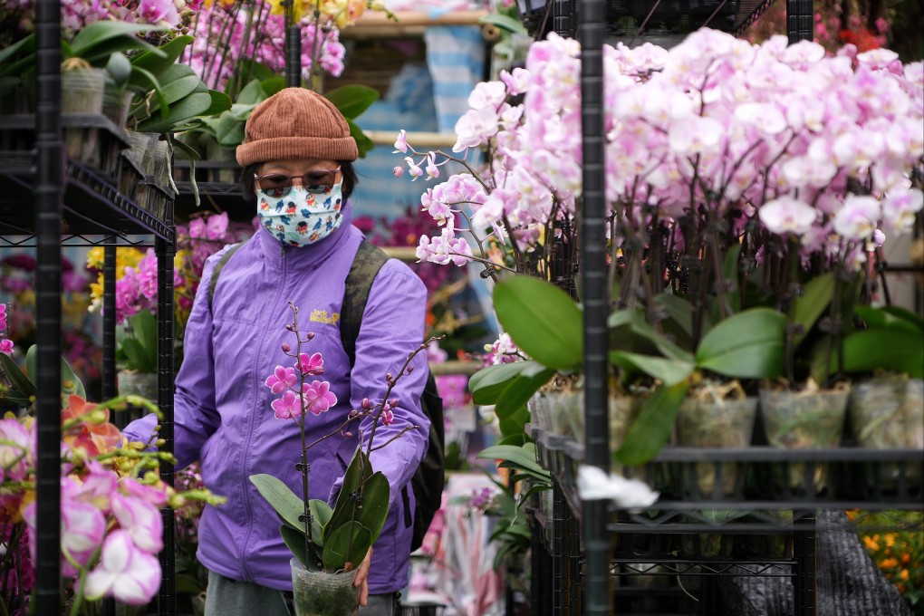 A visitor browses the blossoms at the Lunar New Year Fair. Photo: Elson Li