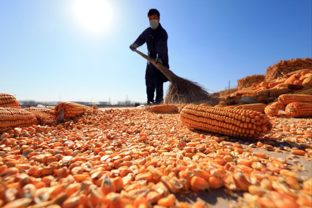 China’s domestic corn output has dropped in recent years, while import levels have been rapidly increasing since 2020. Photo: Shutterstock