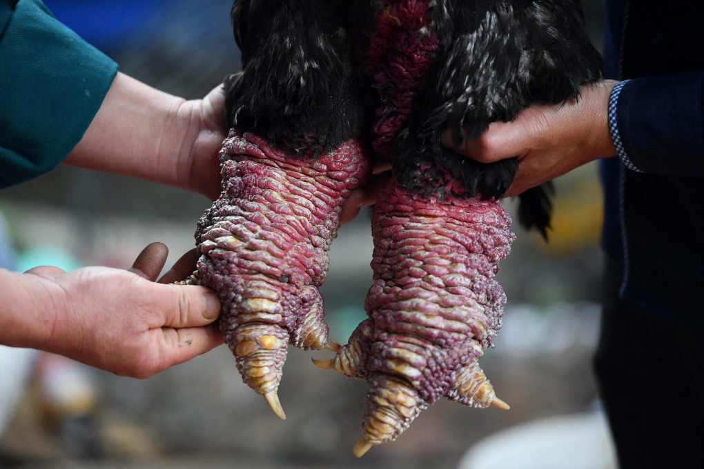 The lumpy legs of the Dong Tao chicken -- named after the commune where they’re bred in northern Vietnam -- are considered a delicacy and are a particularly popular dish among the wealthy during Vietnamese new year, known as Tet. Photo: AFP