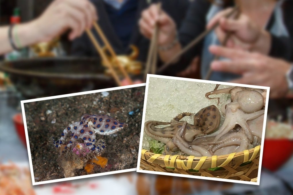Blue-ringed octopuses contain a powerful neurotoxin called tetrodotoxin,
which is not neutralised by cooking. Photo: SCMP composite/handout