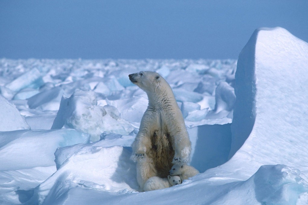 A polar bear with its cubs is seen northeast of Prudhoe Bay in Alaska in 1985. Photo: Steven C. Amstrup/Polar Bears International via AFP