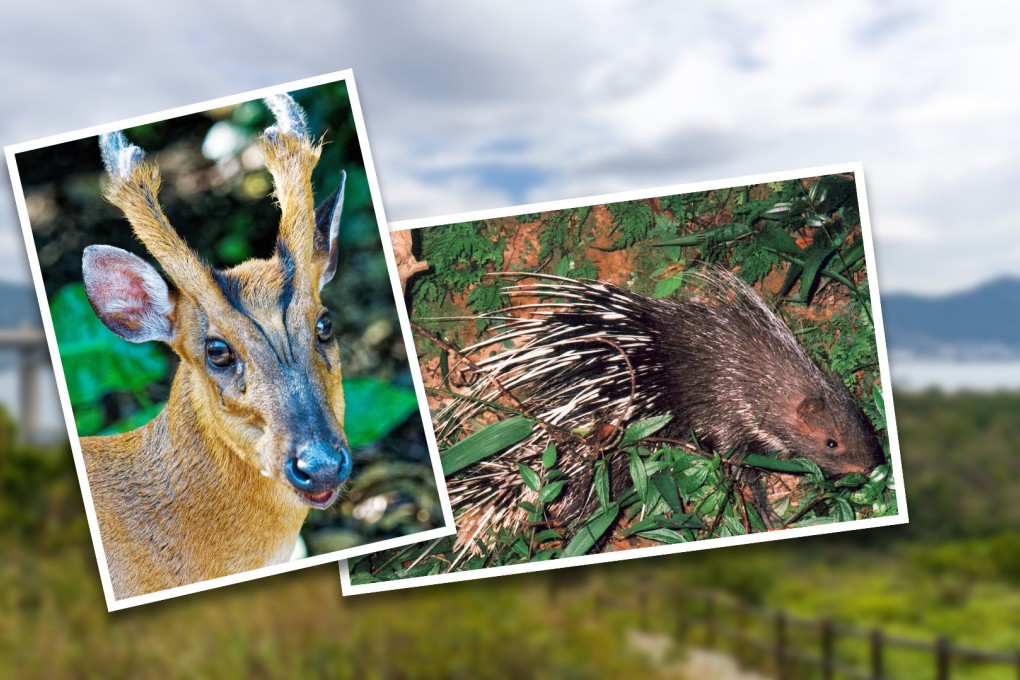 Normally portrayed as a concrete jungle, Hong Kong is home to rarely seen wildlife and some unusual animals like porcupines, barking deer and civet cats. Photo: SCMP Composite