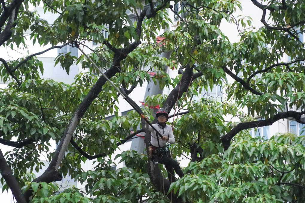 Authorities will expand the scope of tree inspections if the suggestions are adopted. Photo: Felix Wong