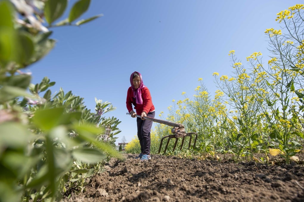 China’s soybean cropland amounted to 10.2 million hectares (25.2 million acres) in 2022, marking a 21 per cent year-on-year increase. Photo: Xinhua