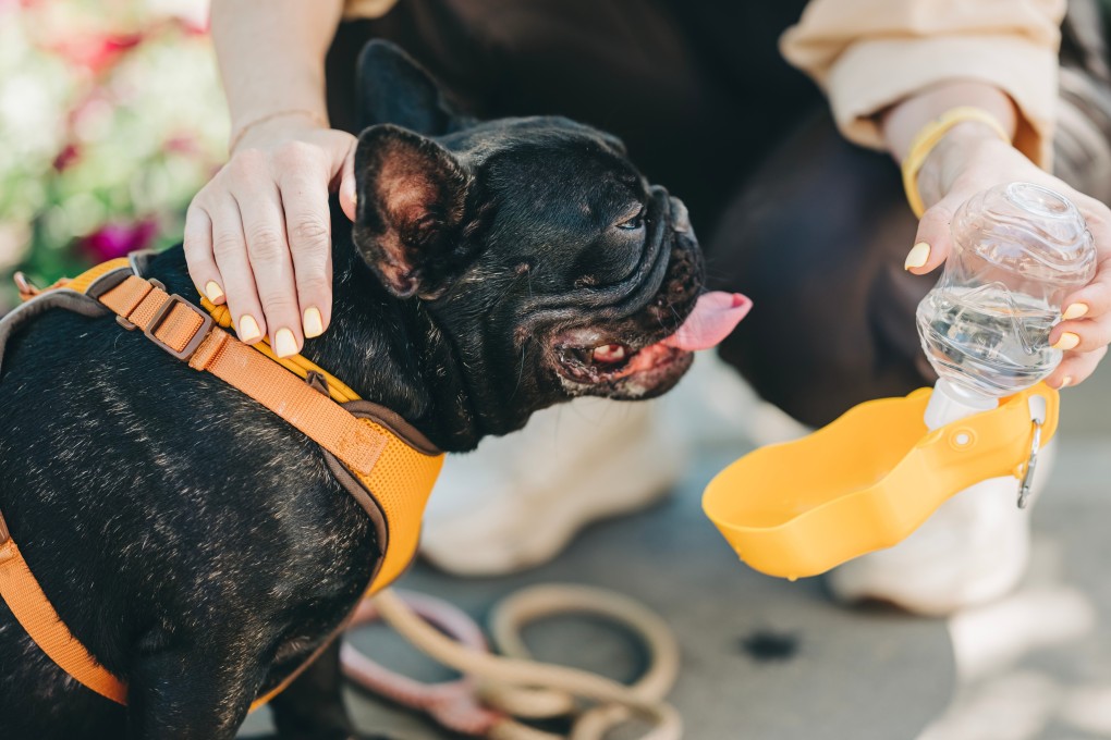 The Netherlands plans to outlaw the ownership of designer pets such as squish-faced pugs. File photo: Shutterstock