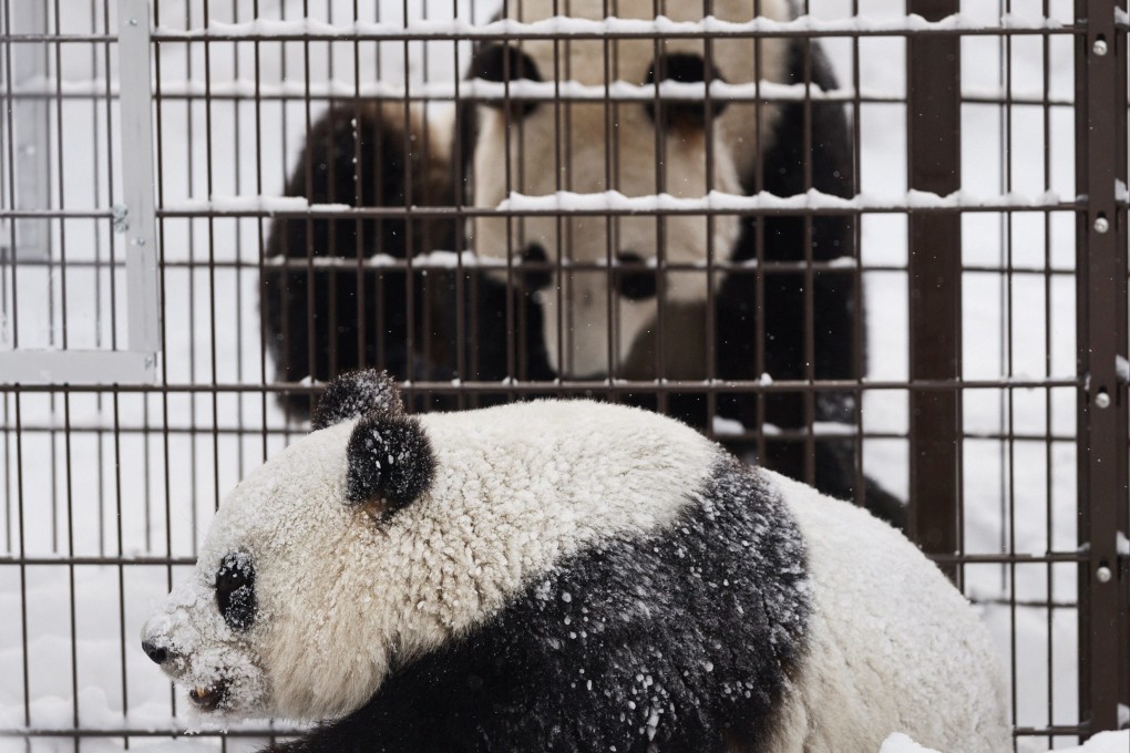 Cash-strapped Finland zoo may have to return pandas Lumi and Pyry to ...