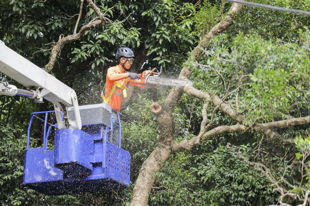 Workers sawing down the high-risk trees at Ng Tung Chai village in Tai Po. A tree branch snapped and killed a 64-year-old man there in October. Photo: SCMP / Jelly Tse