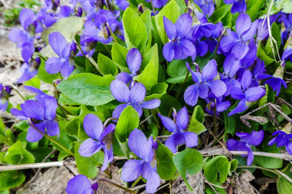 Violet flowers have many health benefits and are used in medicines, in teas and syrups, and in creams and lotions. Photo: Shutterstock