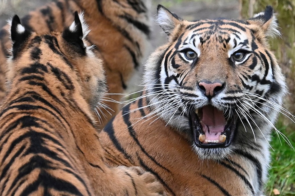 A Sumatran tiger pictured at a zoo in Britain. Fewer than 400 of the big cats are believed to remain in the wild. Photo: Reuters