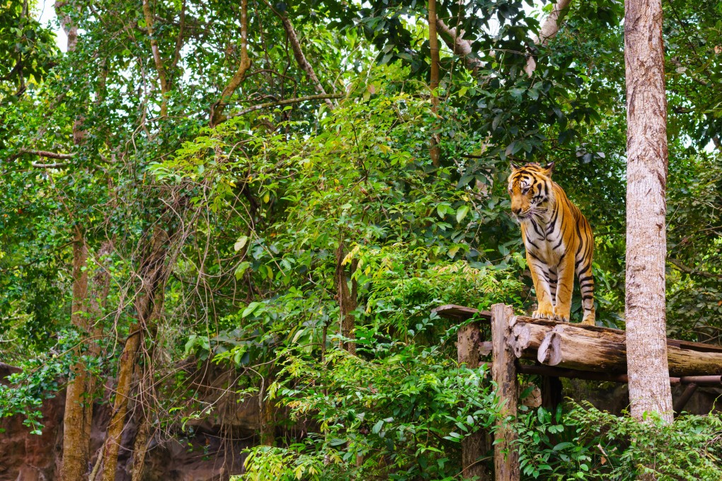 Sumatran tigers are critically endangered with fewer than 400 believed to remain in the wild. They are often targeted by poachers. Photo: Shutterstock