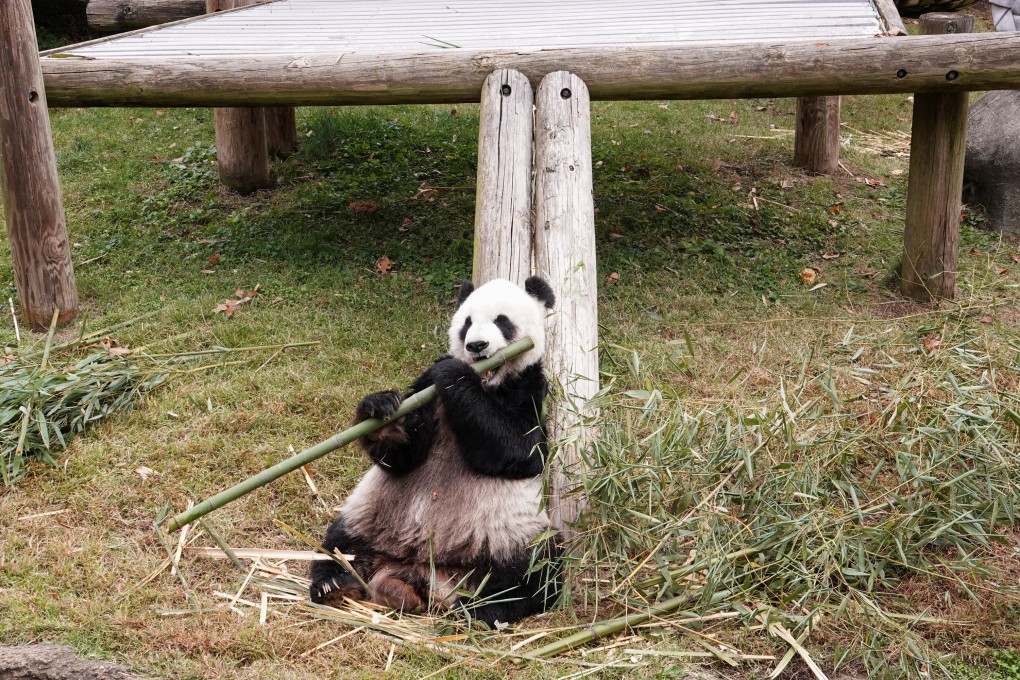 Giant panda Le Le eats bamboo in his habitat at the Memphis Zoo in Tennessee. File photo: Reuters