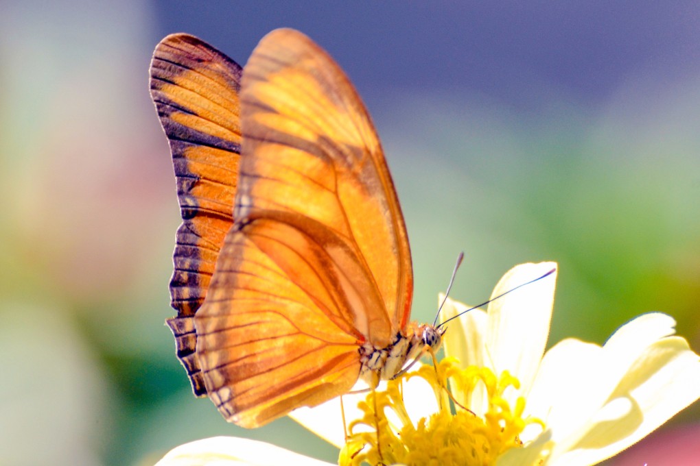 The plant’s generator will dissipate heat using lightweight structures mimicking the shape and structure of butterfly wings. Photo: Shutterstock