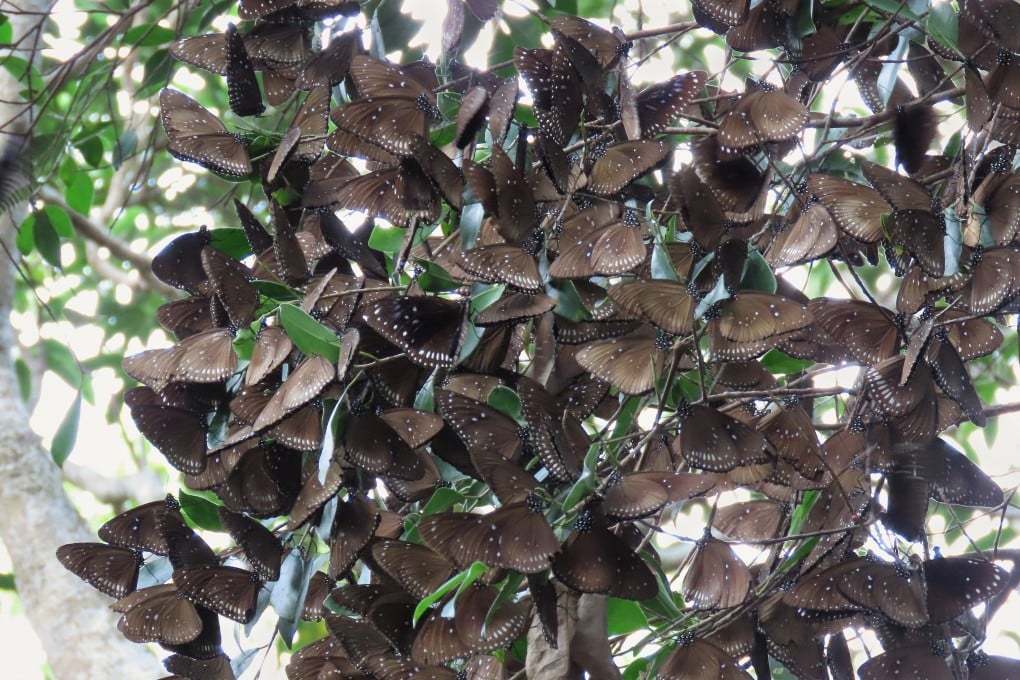 Hong Kong is home to hundreds of species of butterflies, including members of the Daninae subfamily. Photo: Handout
