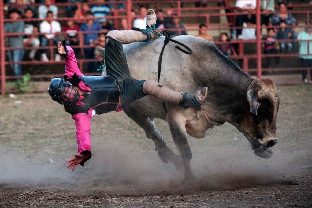 A bull rider falls off a bull while performing in Teustepe, Nicaragua. Photo: AFP