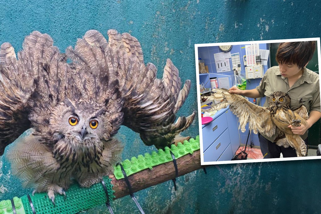 An owl has been released into the wild in Hong Kong two years after it was grounded due to the fact that it lost most of its flight feathers. Experts helped it grow new plumage in two-year process of rehabilitation. Photo: SCMP composite