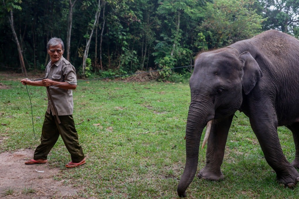 Gading, a six-year-old elephant who lost his parents to poachers, is led by his mahout, Hanafi, to get his food and daily cleaning at Way Bungur Elephant Camp in Way Kambas National Park on Indonesia’s Sumatra Island. Photo: Garry Lotulung