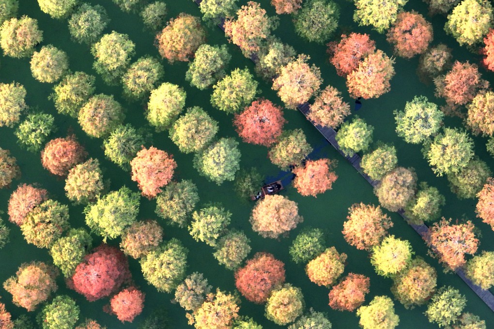 A boat weaves through a water forest in Yangzhou wetland park, in China’s Jiangsu province, on November 9, 2022. Photo: Xinhua