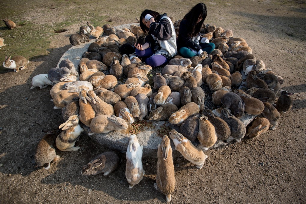 Two tourists sit and feed hundreds of rabbits at Okunoshima Island, which is often “Rabbit Island”. Photo: Getty Images/File