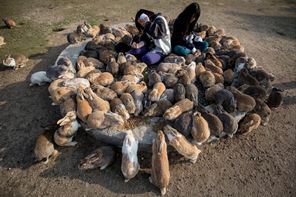 Two tourists sit and feed hundreds of rabbits at Okunoshima Island, which is often “Rabbit Island”. Photo: Getty Images/File