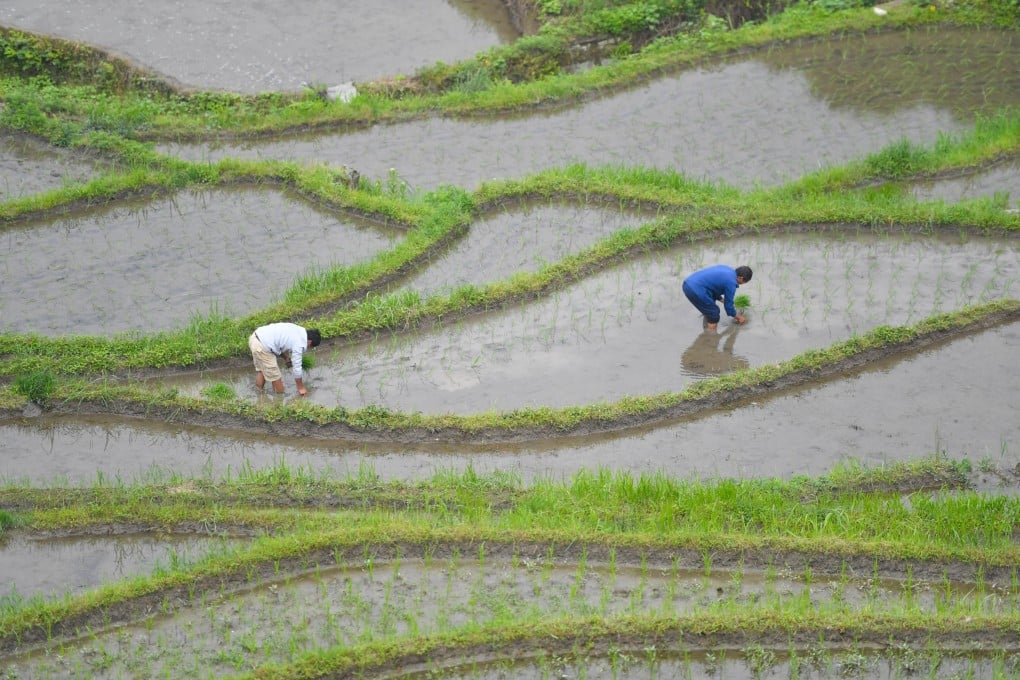There will be more risk of reduced rice yields if carbon dioxide levels continue to rise, with low-income countries likely to be hardest hit, according to the study. Photo: Xinhua