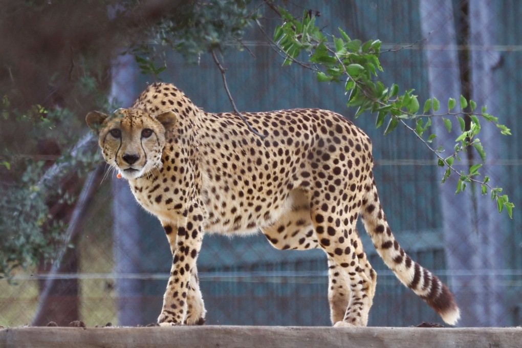 A cheetah just before being flown from South Africa to India. Photo: Reuters