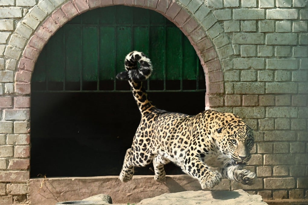 A pet leopard captured from a residential area, reacts inside a cage in a former zoo in Islamabad on February 17, 2023. Photo: AFP
