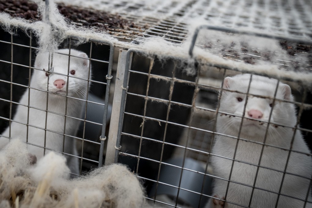 sick minks are reigniting worries about bird flu spreading to humans. Photo: AP/File