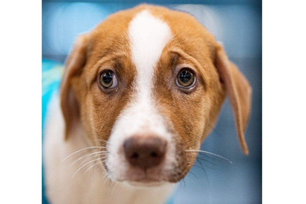 Vaca, one of a litter of six puppies that were rescued from the Tuas area of Singapore last year by Action for Dogs Singapore. Photo: Facebook/ASDSingapore