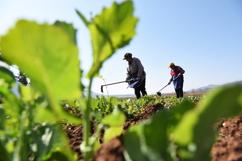 Farmers work in Lijiang, Yunnan province, on Saturday. Photo: Xinhua