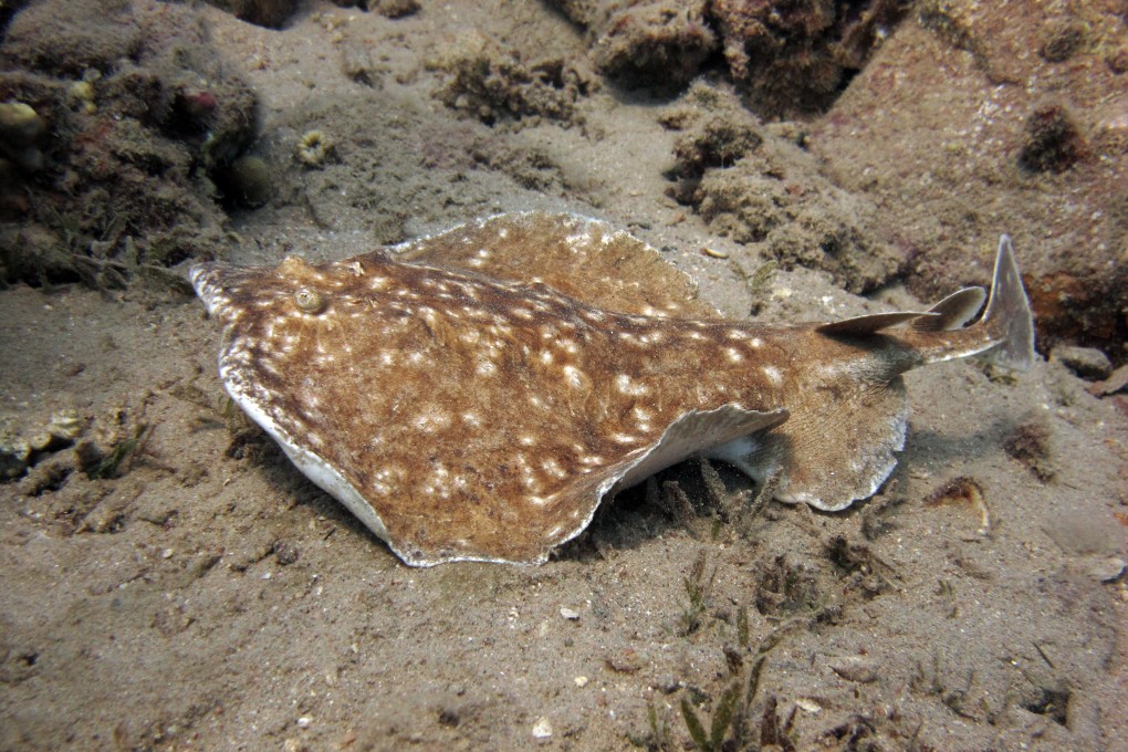 The electric ray’s ability to stun or kill other marine creatures without injuring itself was the inspiration for a tiny power generator developed in China. Photo: Shutterstock
