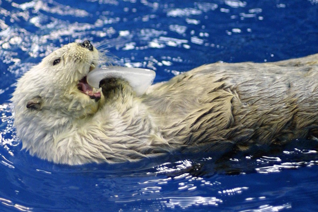 One Japan’s most popular aquarium attractions, sea otters, are in danger of disappearing. Photo: AFP/File