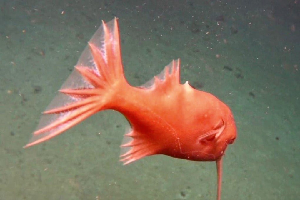 An upside-down anglerfish, as discovered by the team in the South Pacific Ocean. Photo: IDSSE
