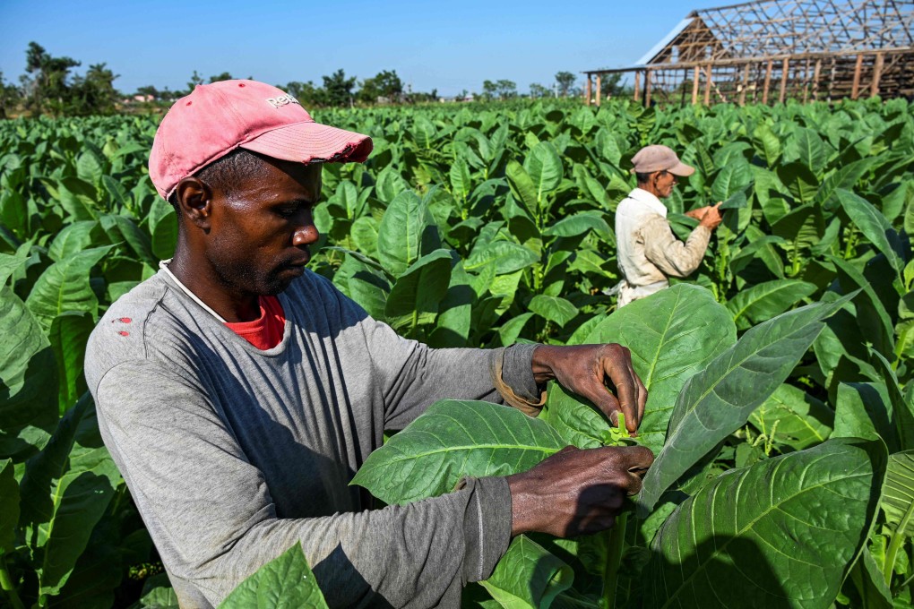 Farmers work in a tobacco field near a tobacco drying house being rebuilt after it was destroyed by Hurricane Ian in September 2022, in San Juan and Martinez, Pinar del Rio Province, Cuba. Photo: AFP