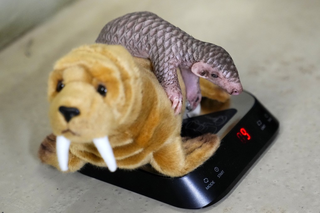 A baby Chinese pangolin is being weighed at the Prague Zoo in Czech Republic. A female baby of Chinese pangolin has been born in the Prague zoo on February 2, 2023, as the first birth of the critically endangered animal on the European continent, and was doing well, the park said. Photo: AP