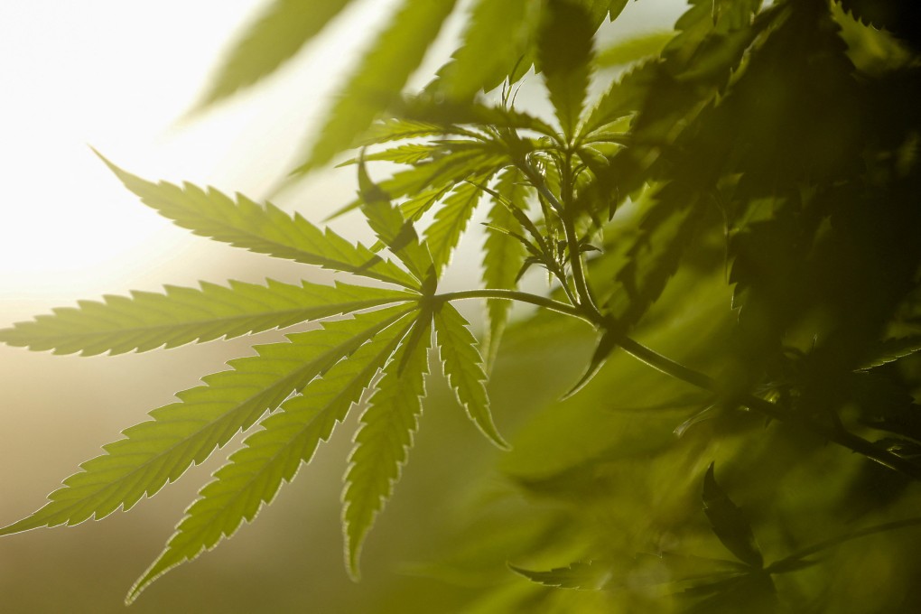 Marijuana plants are pictured at a farm in Paraguay. Photo: Reuters