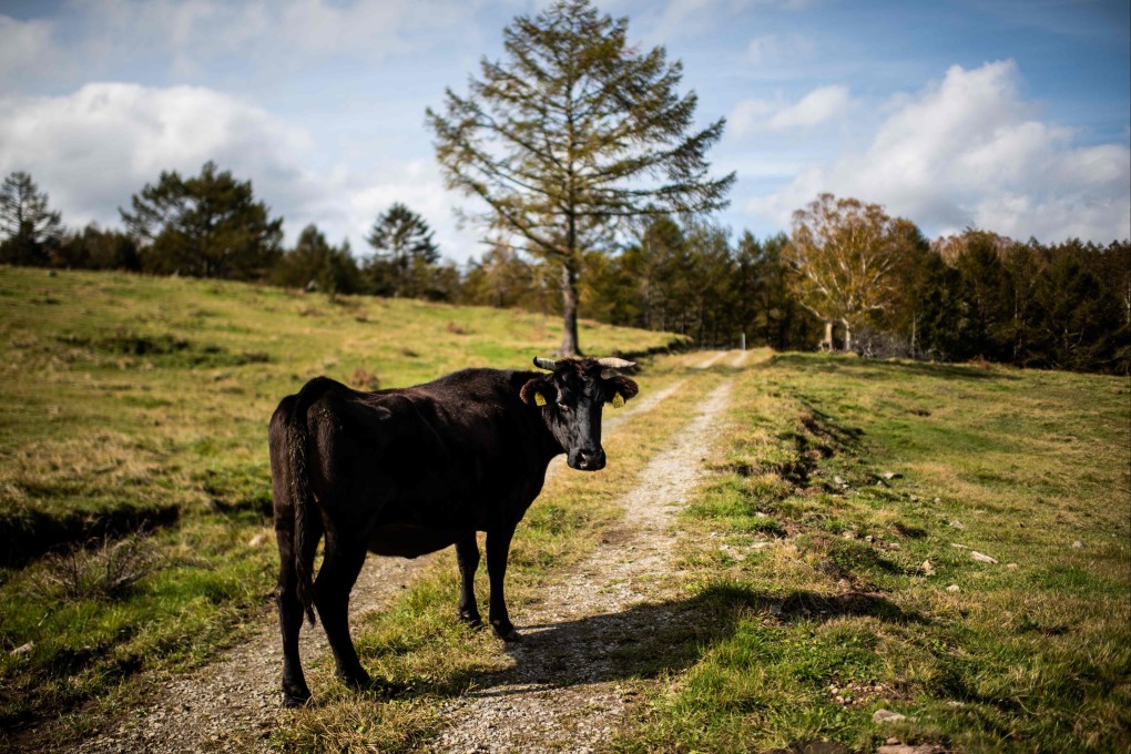 The methane expelled in cow burps is said to have a greenhouse gas effect around 25 times greater than carbon dioxide. File photo: AFP
