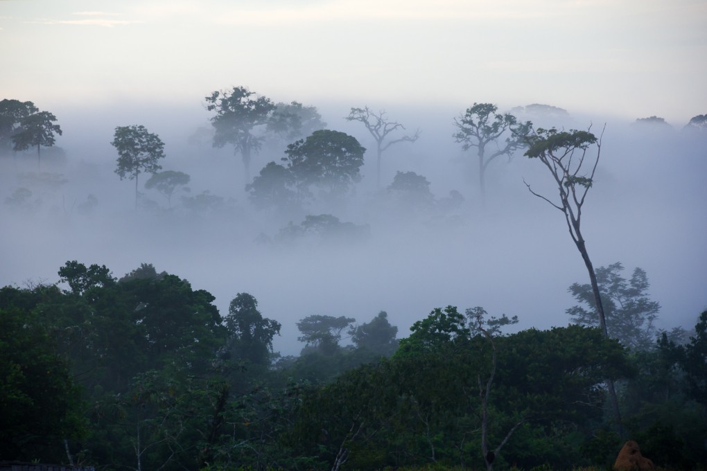 The Amazon rainforest is shared by nine South American nations including Brazil, Bolivia, Peru, Ecuador and Colombia. File photo: Shutterstock