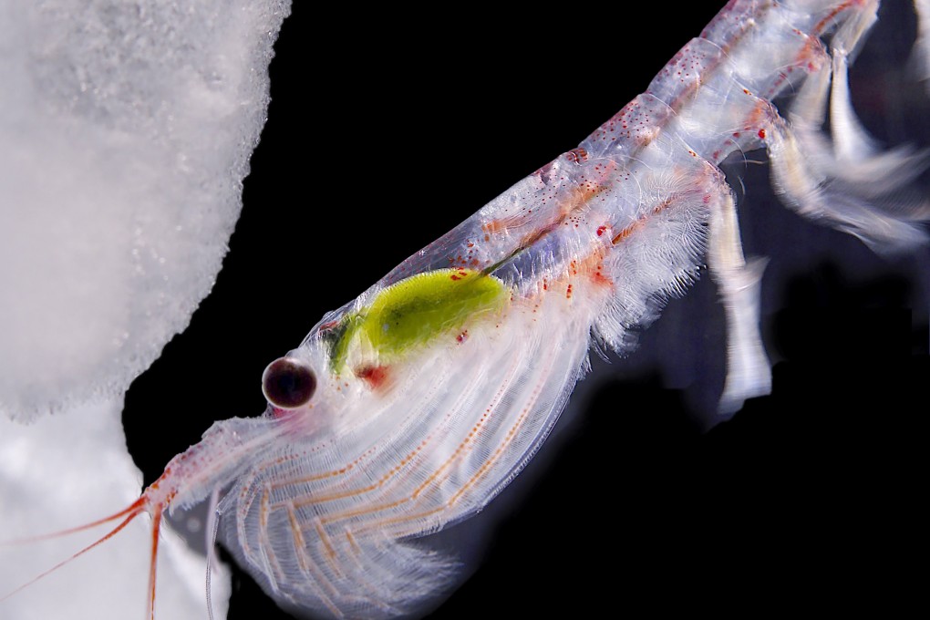 Hundreds of millions of tonnes of Antarctic krill live in the sub-zero waters of the Southern Ocean. Photo: Simon Payne, Australian Antarctic Division