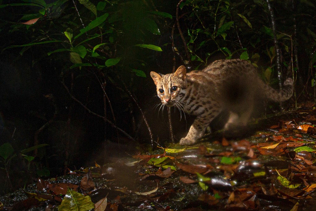Rare leopard cats have been found thriving in and around the Kadoorie Farm and Botanic Garden in Hong Kong. Photo: Kadoorie Farm and Botanic Garden