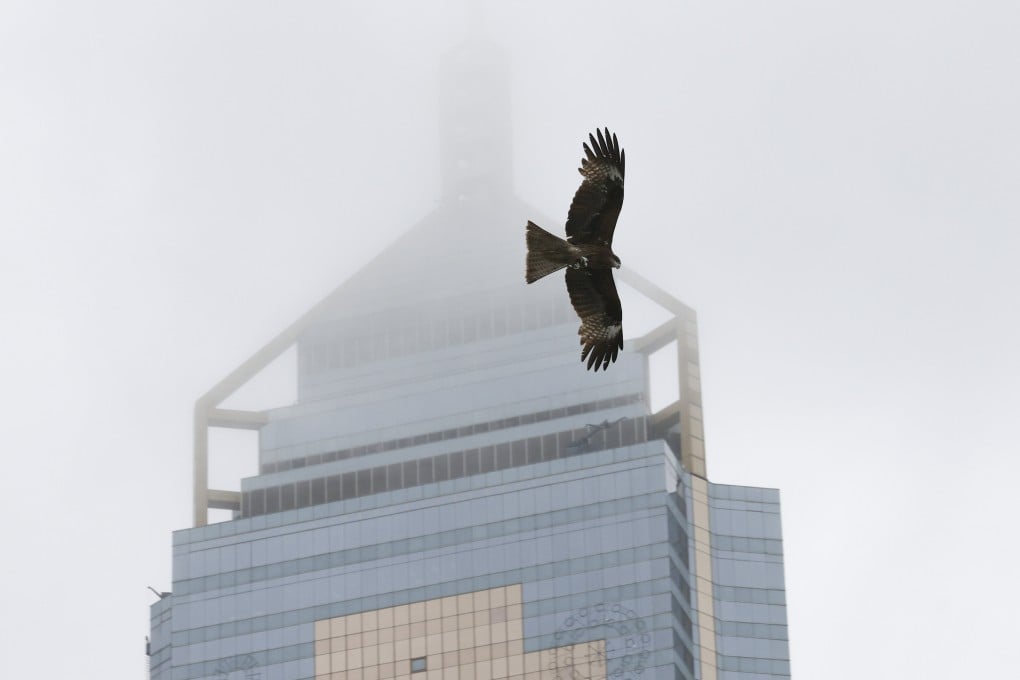 Some glass surfaces can create a confusing illusion for birds. Photo: Nora Tam