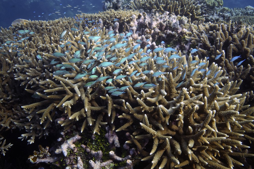A school of fish swim above corals on Moore Reef in Gunggandji Sea Country off the coast of Queensland in eastern Australia. Photo: AP
