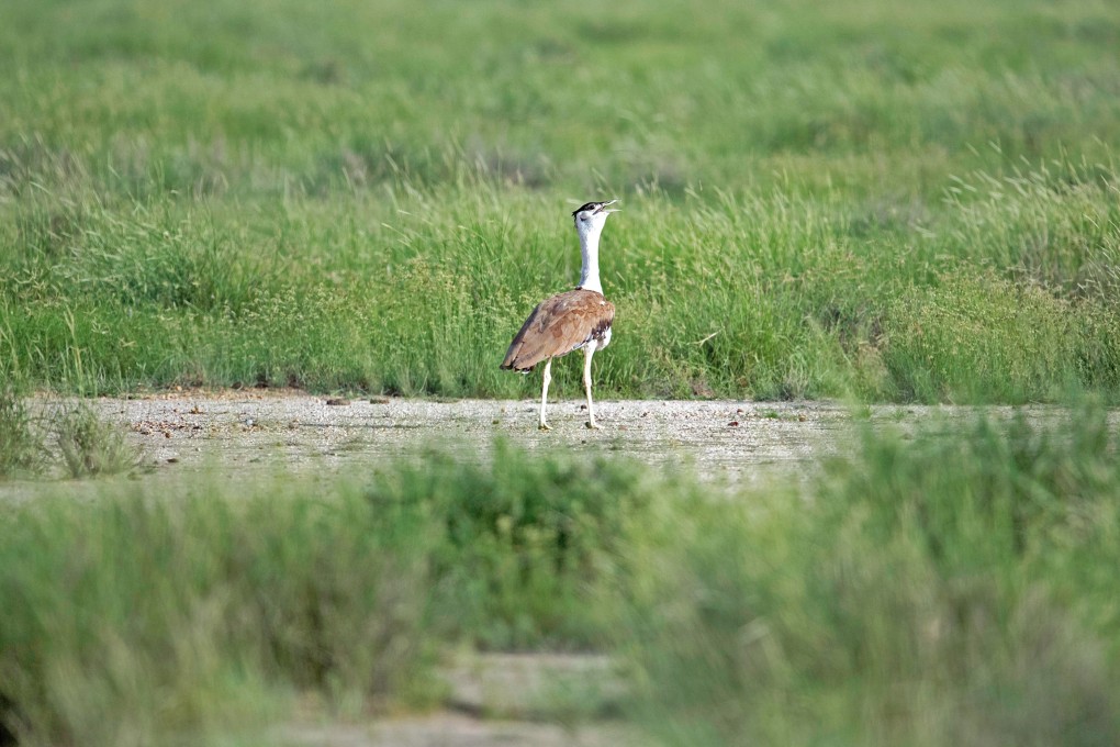 In the 1980s, India had about 1,500-2,000 Bustards across eight western states. Now, only 120-150 remain. Photo: Shutterstock