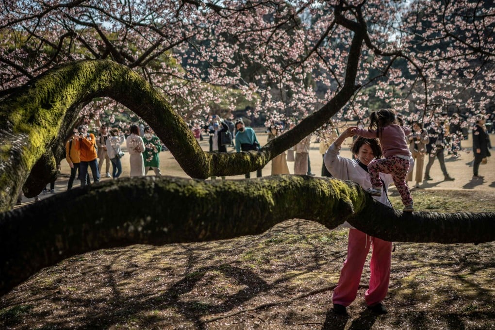 A mother and a child play under a cherry blossom tree at Shinjuku Gyoen park in Tokyo in February 2023. Photo: AFP