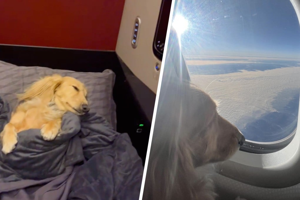 A viral video of a pet dog slumbering in business class on a flight from Hong Kong to Istanbul has sparked a deluge of online criticism over the costly pampering of pets. Photo: SCMP composite/Instagram/@fifilittledarling