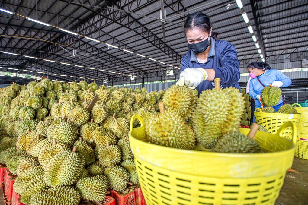Workers arrange durian fruits at a processing plant in Thailand’s Chanthaburi province last year. Photo: Xinhua