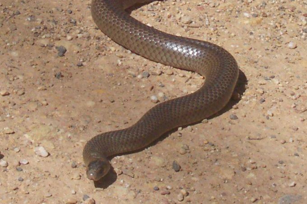 The Eastern Brown is the second-most venomous land snake in the world. File photo: Handout
